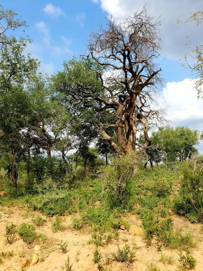 636 Itaga Safari Lodge, Mabalingwe Nature Reserve Mabula Game Reserve Bagian luar foto