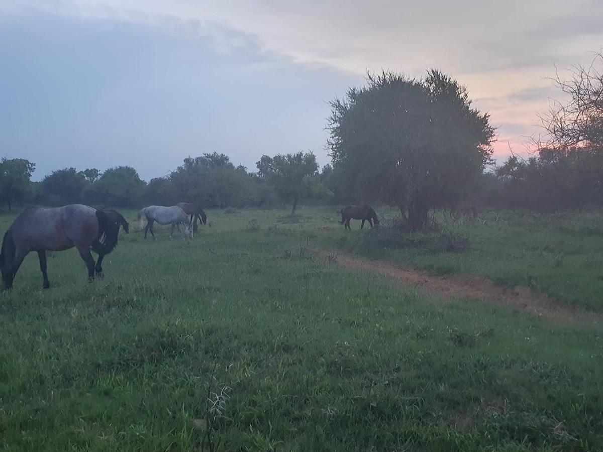636 Itaga Safari Lodge, Mabalingwe Nature Reserve Mabula Game Reserve Bagian luar foto