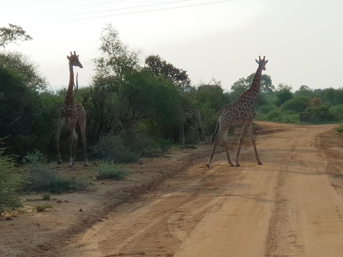 636 Itaga Safari Lodge, Mabalingwe Nature Reserve Mabula Game Reserve Bagian luar foto